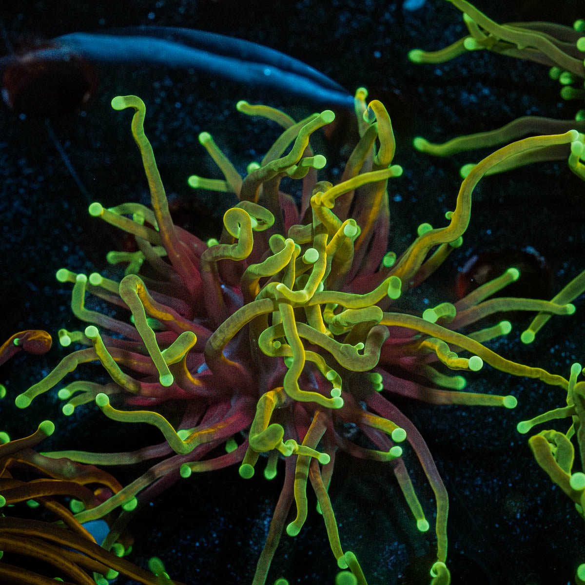 Gold Torch - riptide aquaculture llc