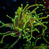 Gold Torch - riptide aquaculture llc