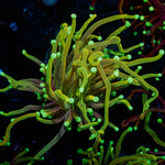 Gold Torch - riptide aquaculture llc