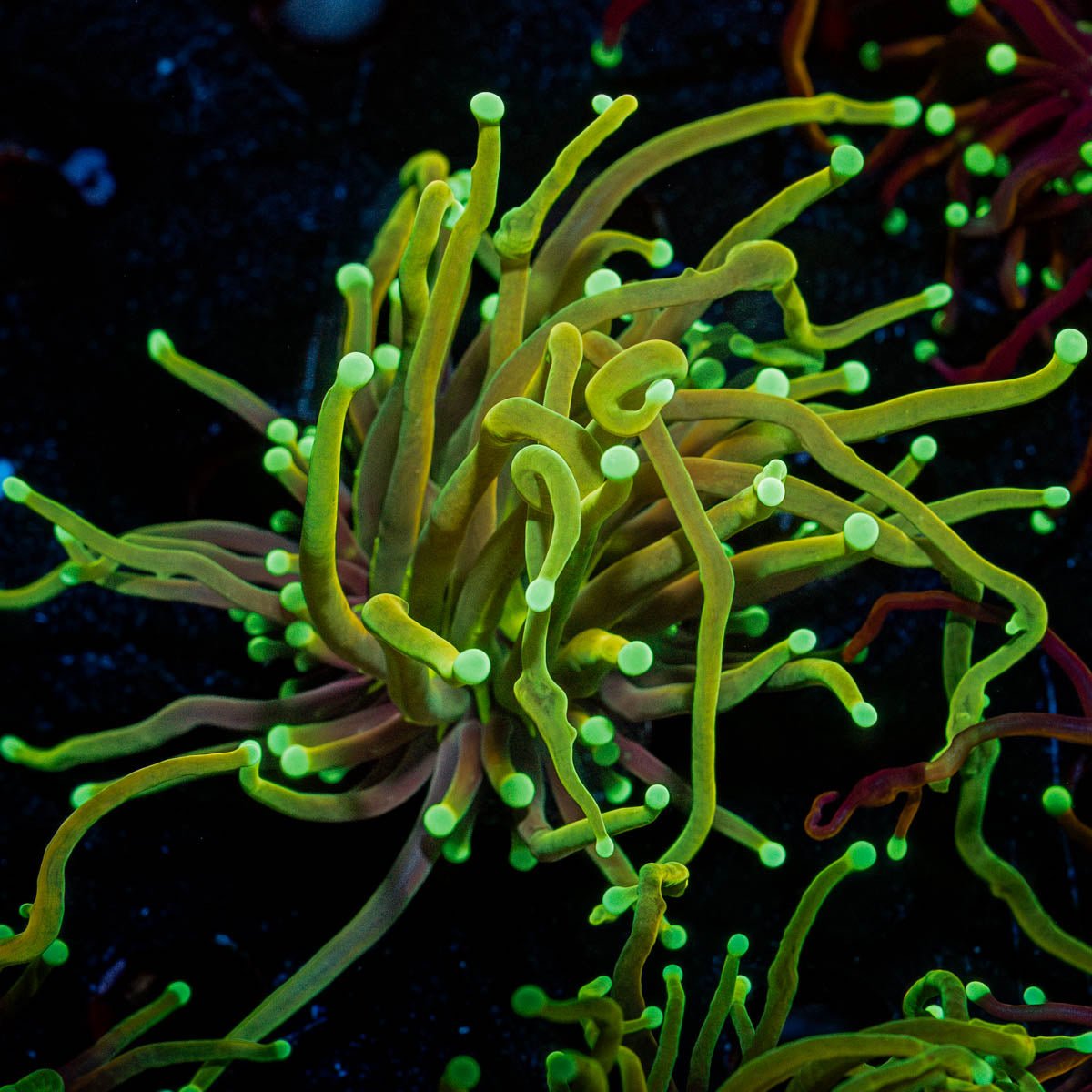 Gold Torch - riptide aquaculture llc