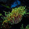 Gold Torch - riptide aquaculture llc