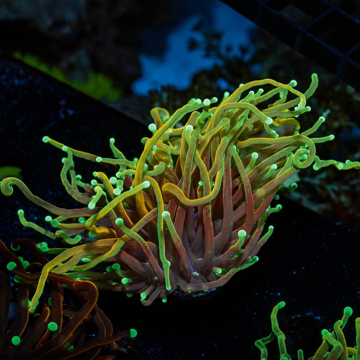 Gold Torch - riptide aquaculture llc