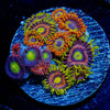 Zoa Combo Plug - riptide aquaculture llc