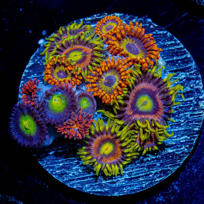 Zoa Combo Plug