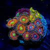 Zoa Combo Plug - riptide aquaculture llc