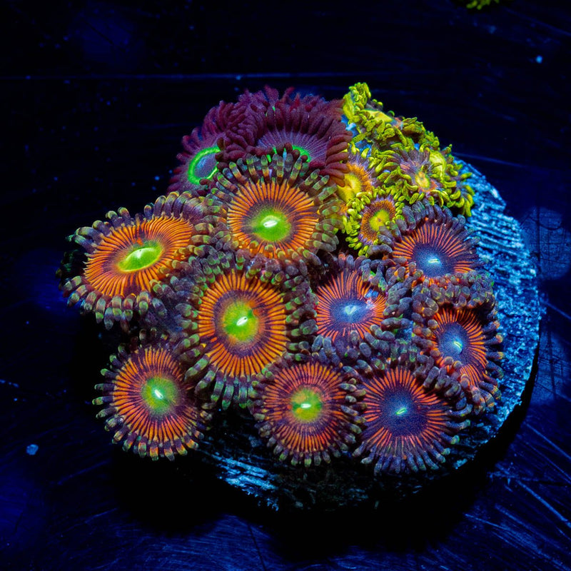 Zoa Combo Plug