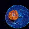 Utter Chaos Zoanthid - riptide aquaculture llc