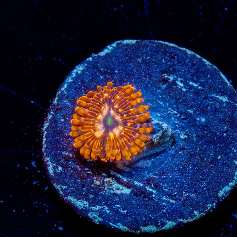 Utter Chaos Zoanthid