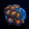 Fairy Tales Zoanthid - riptide aquaculture llc