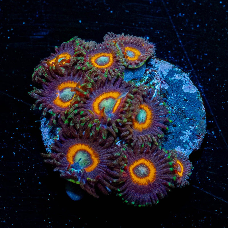 Fairy Tales Zoanthid