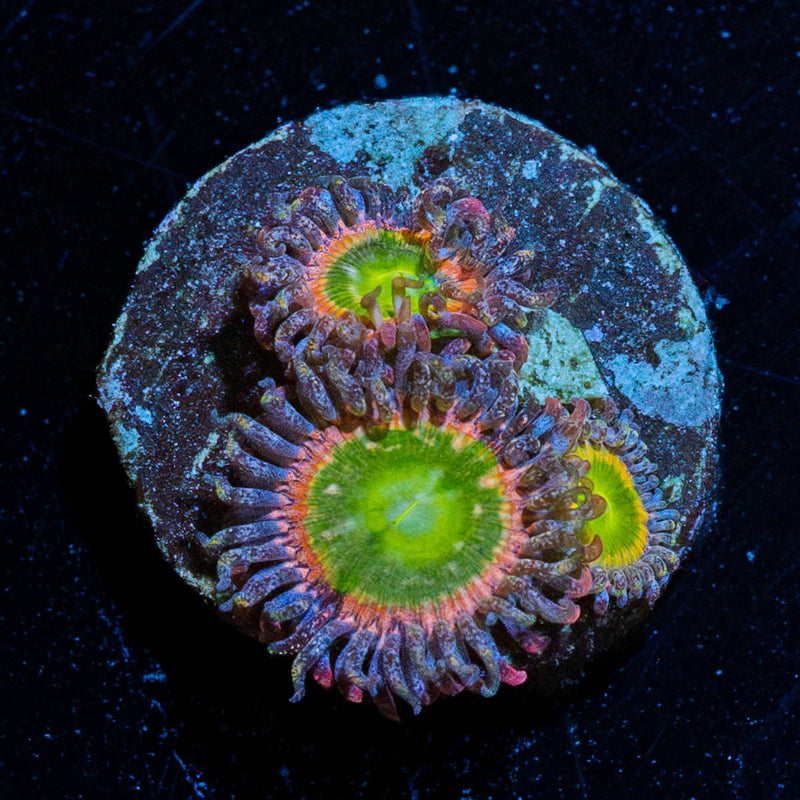 Tinker Bells Zoanthid