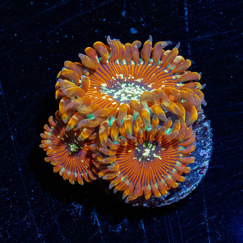 Magician Zoanthid