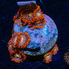 Firestorm Zoanthid - riptide aquaculture llc