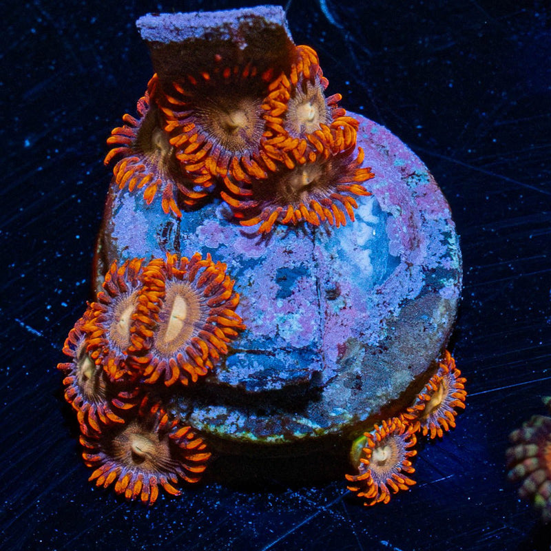 Firestorm Zoanthid