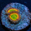 Twisted Peach Zoanthid - riptide aquaculture llc