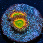 Twisted Peach Zoanthid - riptide aquaculture llc