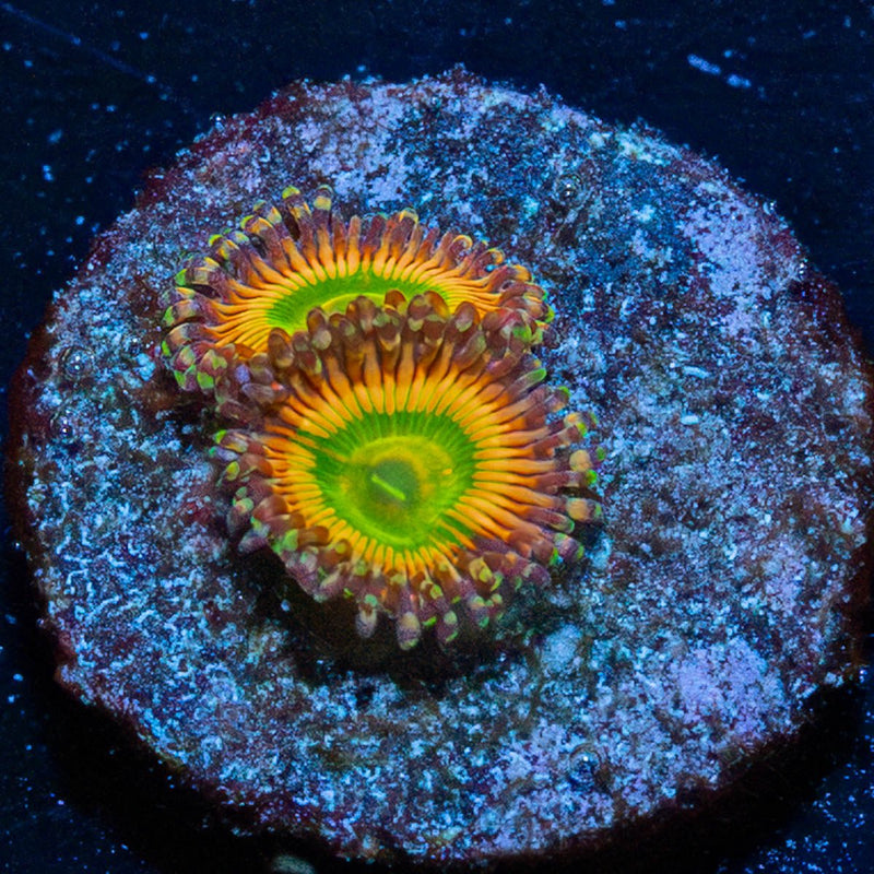 Twisted Peach Zoanthid