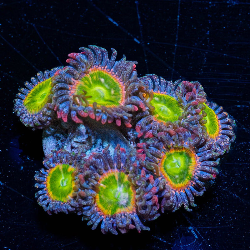 Tinker Bells Zoanthid
