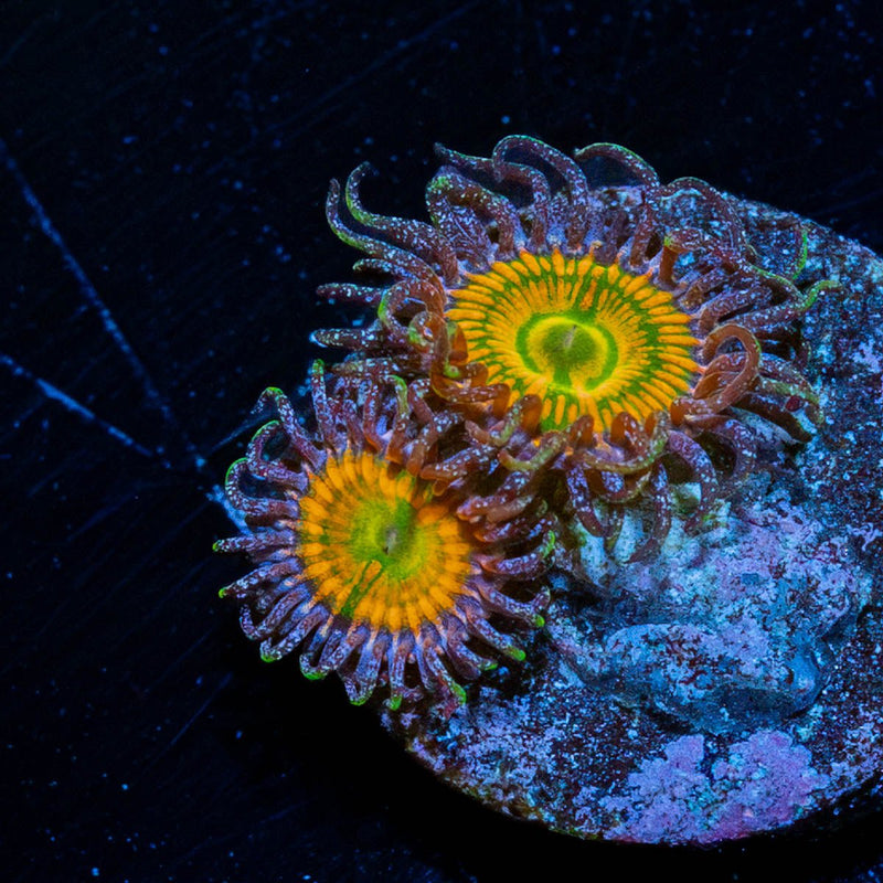 Sunny D Zoanthid