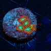 WWC Viridian Zoanthid - riptide aquaculture llc
