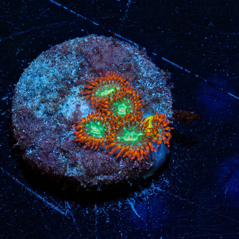 WWC Viridian Zoanthid