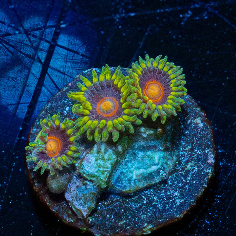 Jawbreaker Hornets Zoanthid