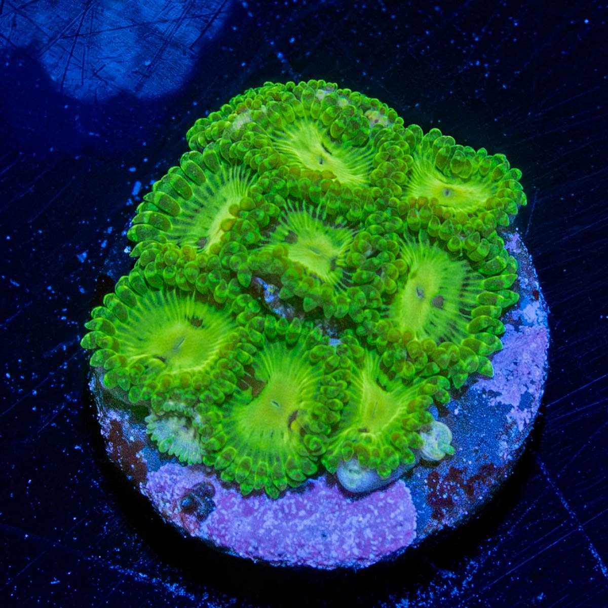 Emerald Maul Zoanthid - riptide aquaculture llc