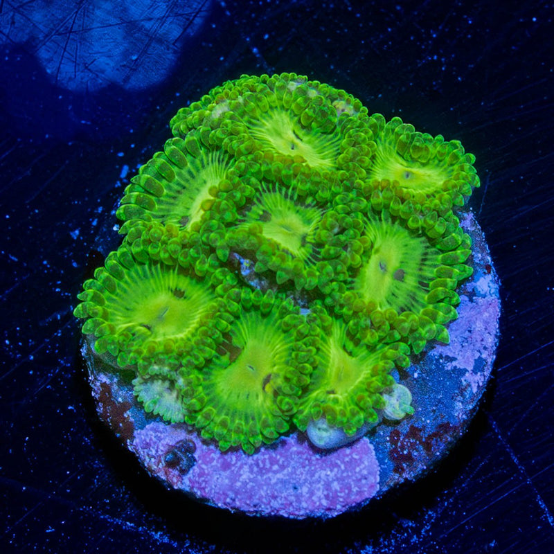 Emerald Maul Zoanthid