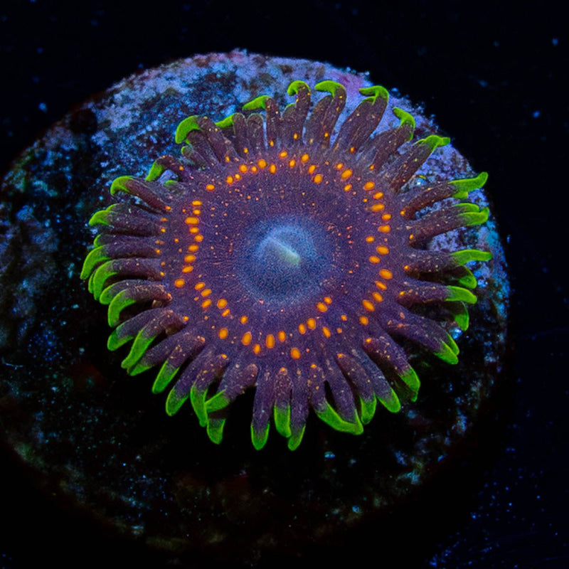 Psychosis Zoanthid