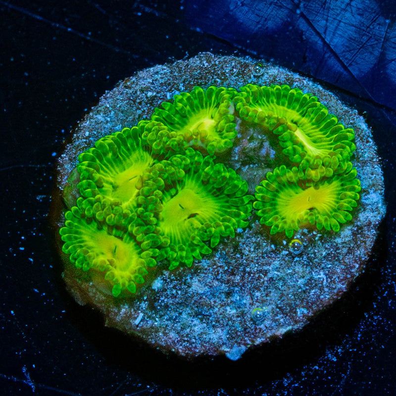 Emerald Maul Zoanthid