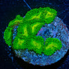Emerald Maul Zoanthid - riptide aquaculture llc
