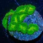Emerald Maul Zoanthid - riptide aquaculture llc
