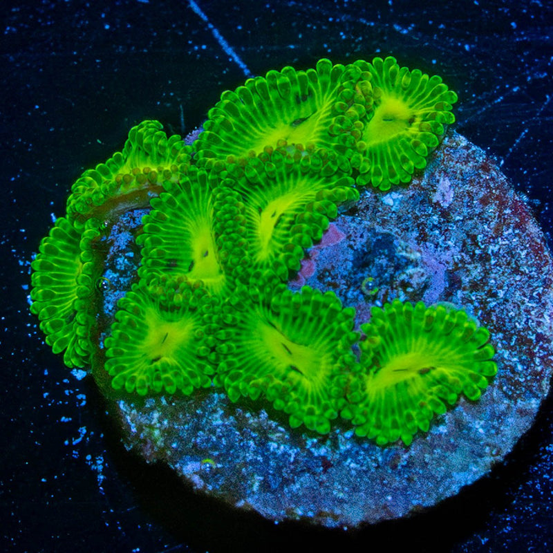 Emerald Maul Zoanthid