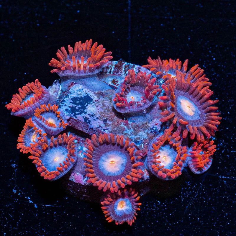 Alpha Omega Zoanthid