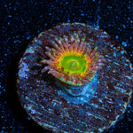 Twisted Peach Zoanthid - riptide aquaculture llc