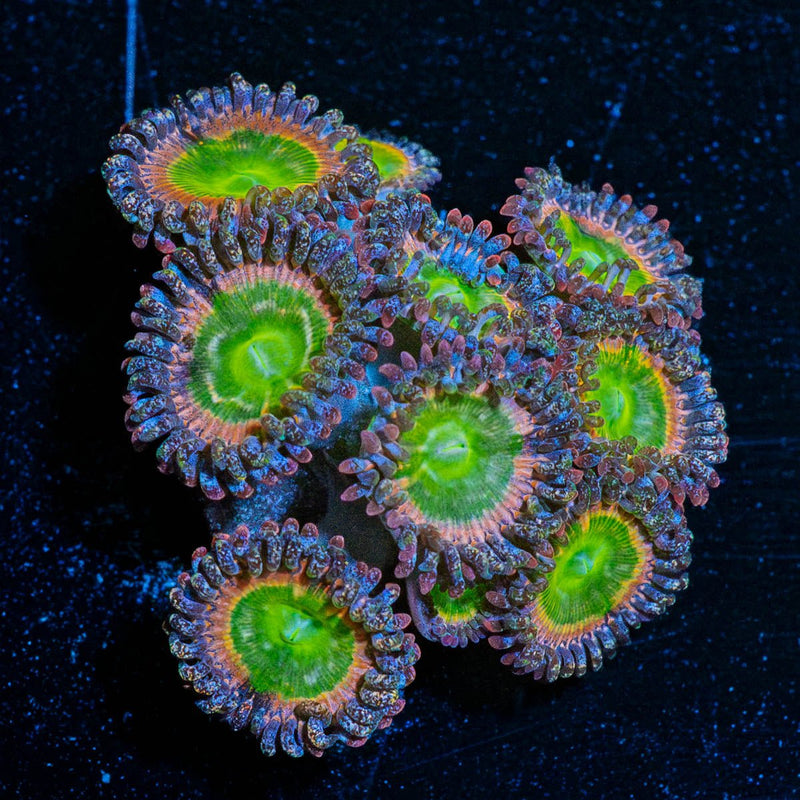 Tinker Bells Zoanthid