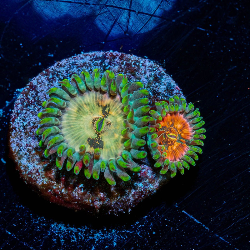 Milky Way Zoanthid