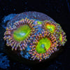 Rainbow Troll Zoanthid - riptide aquaculture llc