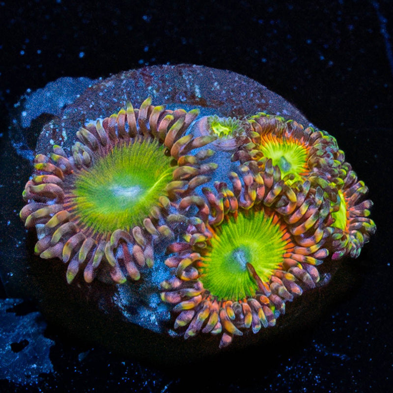 Rainbow Troll Zoanthid