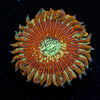 Magician Zoanthid - riptide aquaculture llc