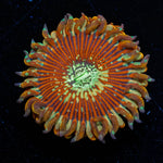 Magician Zoanthid - riptide aquaculture llc