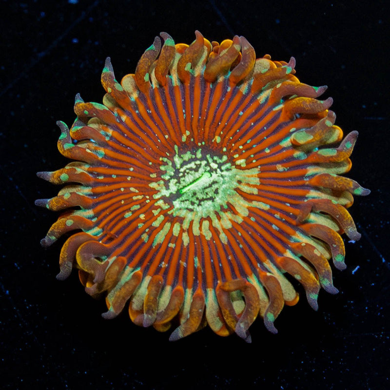 Magician Zoanthid