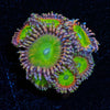 Rainbow Troll Zoanthid - riptide aquaculture llc