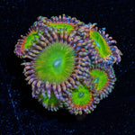 Rainbow Troll Zoanthid - riptide aquaculture llc