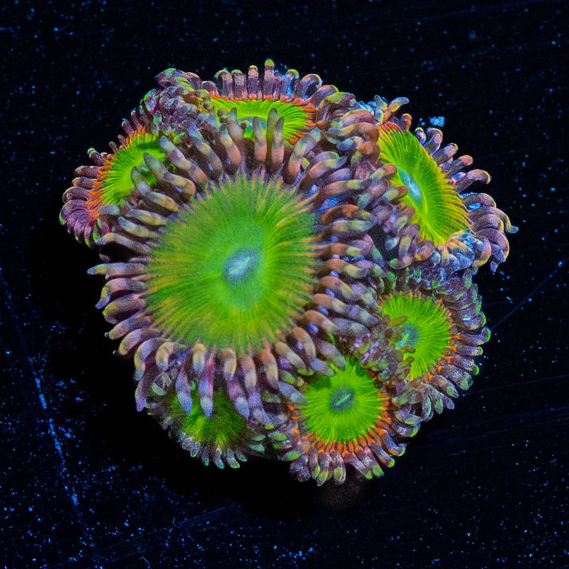 Rainbow Troll Zoanthid