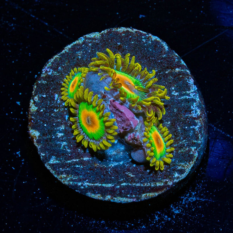 Rasta Zoanthid