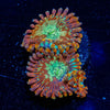 Ultimate Magicians Zoanthid - riptide aquaculture llc