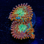 Ultimate Magicians Zoanthid - riptide aquaculture llc