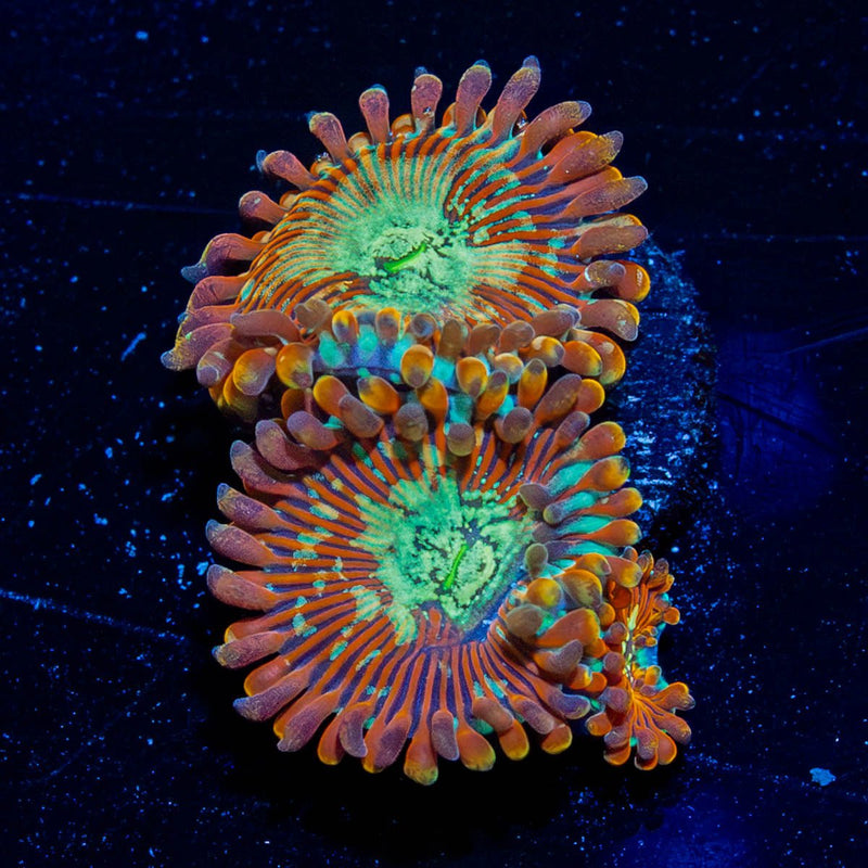 Ultimate Magicians Zoanthid