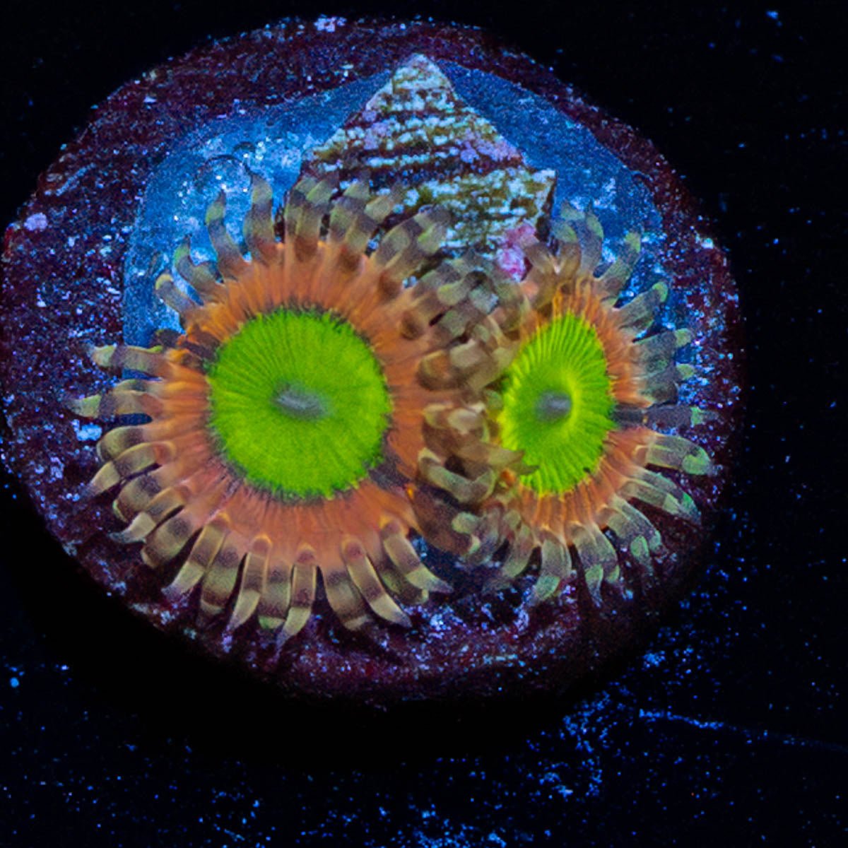 Pink Hippo Zoanthid - riptide aquaculture llc